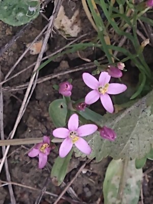 photo of Common Centaury