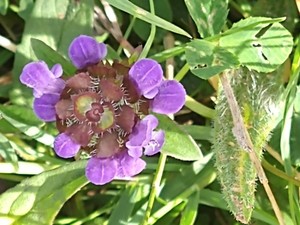 photo of Selfheal