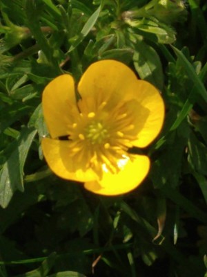photo of Creeping Buttercup