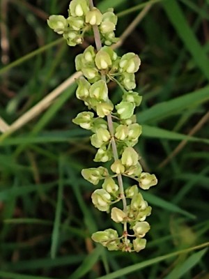 photo of Curled Dock