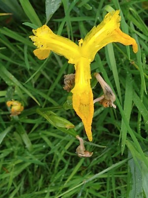 photo of Yellow Iris