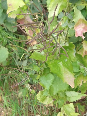 photo of Garlic Mustard