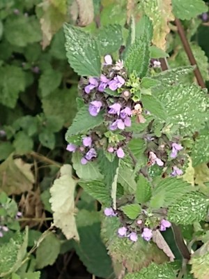 photo of Black Horehound