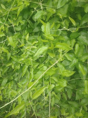 photo of Traveller's Joy