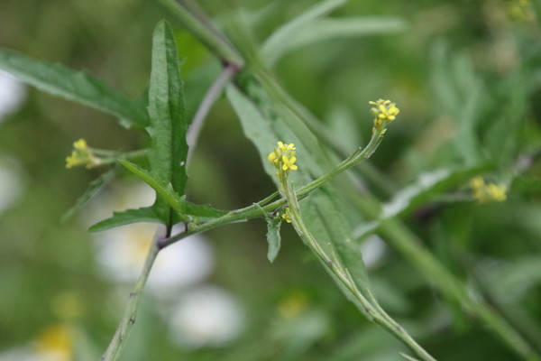 photo of Hedge Mustard