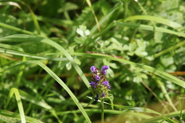 photo of Selfheal