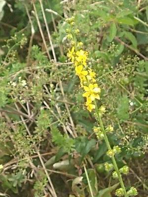 photo of Agrimony