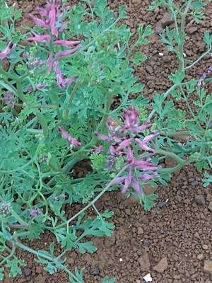 photo of Common Fumitory