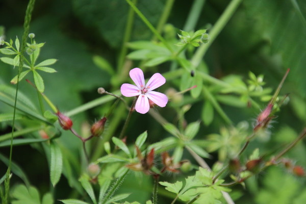 photo of Herb Robert