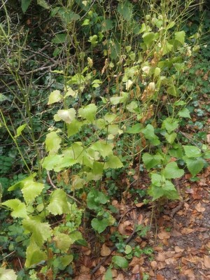 photo of Garlic Mustard