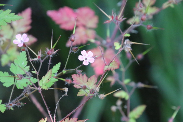 photo of Herb Robert