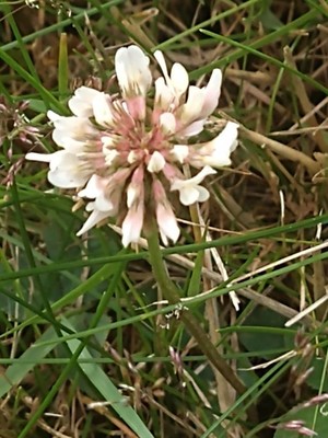 photo of White Clover