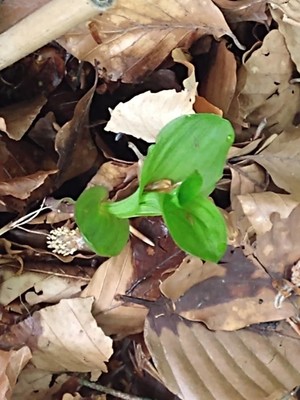 photo of Broad Leaved Helleborine