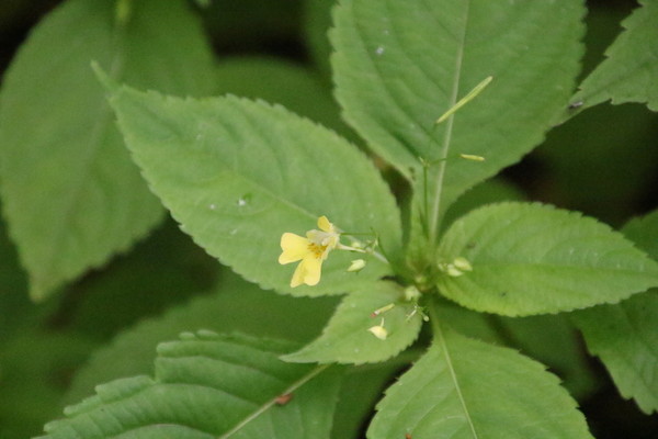 photo of Small Balsam
