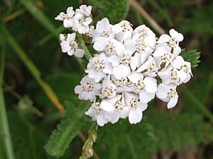 photo of Yarrow