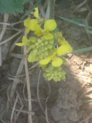 photo of Hairy Rocket