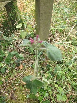 photo of Hedge Woundwort