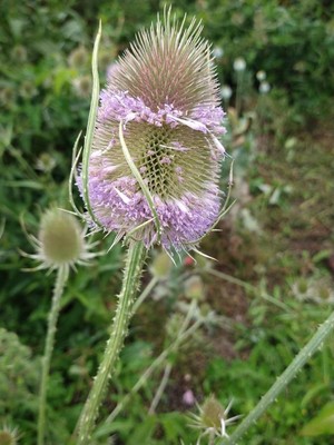 photo of Teasel