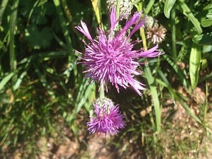 photo of Greater Knapweed