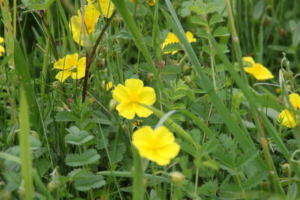 photo of Common Rockrose