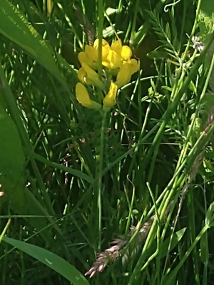 photo of Meadow Vetchling