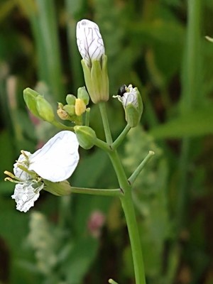 photo of Wild Radish