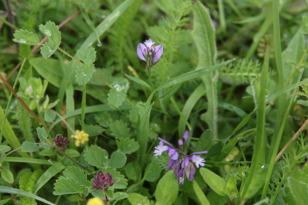 photo of Common Milkwort