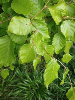 photo of Beech