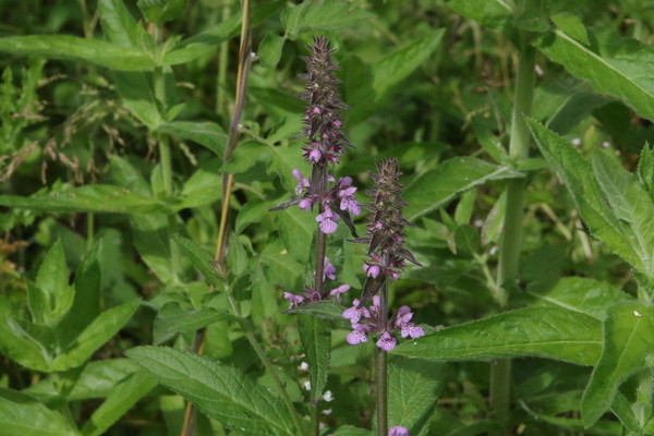 photo of Marsh Woundwort