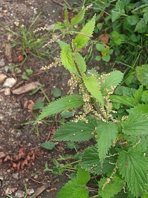 photo of Common Nettle