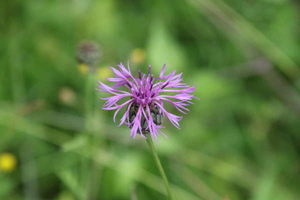 photo of Greater Knapweed