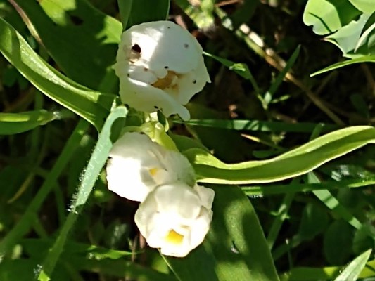 photo of White Helleborine