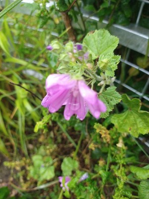 photo of Common Mallow