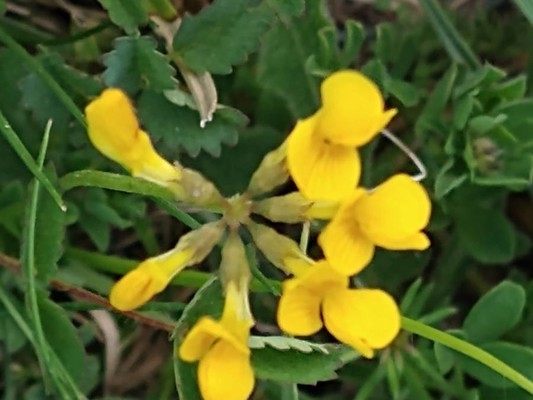photo of Horseshoe Vetch