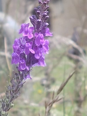 photo of Purple Toadflax