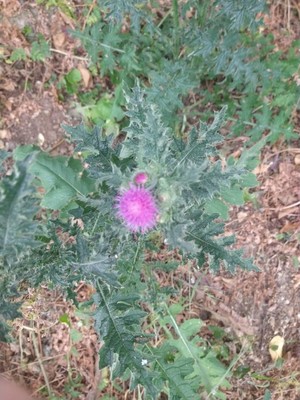 photo of Spear Thistle