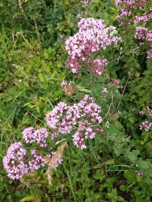 photo of Wild Marjoram