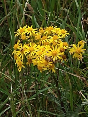 photo of Ragwort