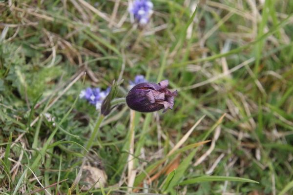 photo of Pasqueflower