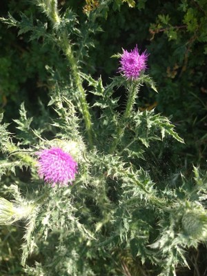 photo of Spear Thistle