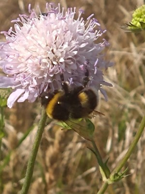 photo of Field Scabious