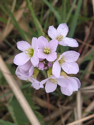 photo of Cuckoo Flower