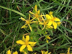 photo of Perforate St. John's Wort