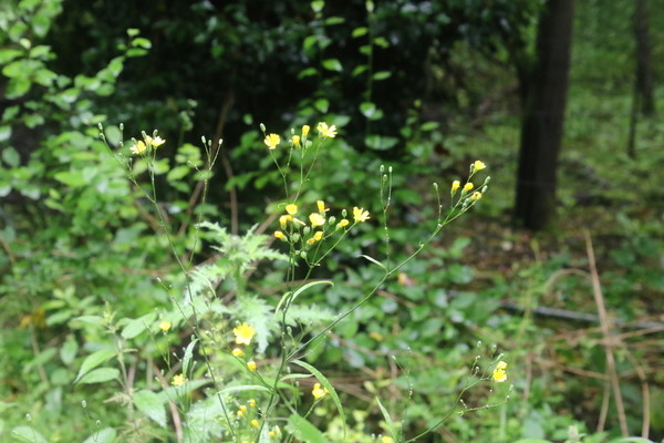 photo of Nipplewort