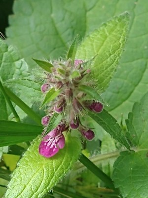 photo of Hedge Woundwort