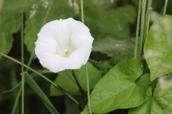 photo of Hedge Bindweed