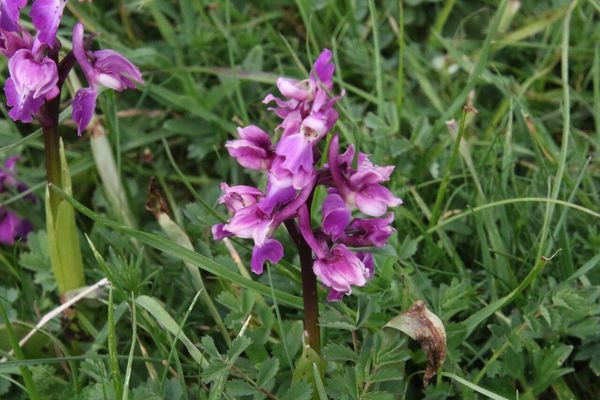 photo of Early Purple Orchid