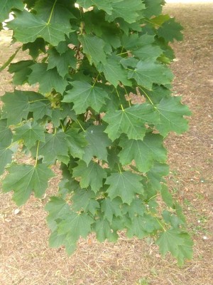 photo of Norway Maple