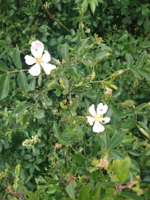 photo of Common Dog Rose