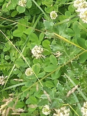 photo of White Clover